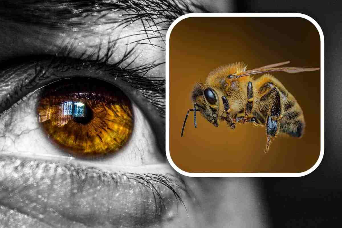 Uomo punto da ape nell'occhio pungiglione rimane nella cornea